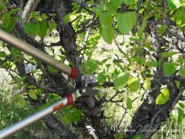 Poda_Web_004