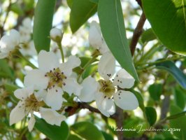 Poda_Web_013