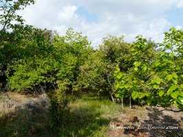 Poda_Web_032