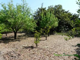 Poda_Web_054